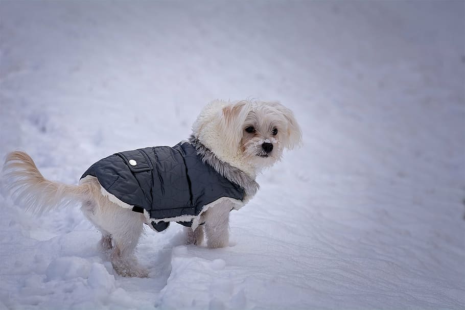 casaco longo, branco, cachorro, preto, jaqueta, neve, coberto, terreno, maltês, doce
