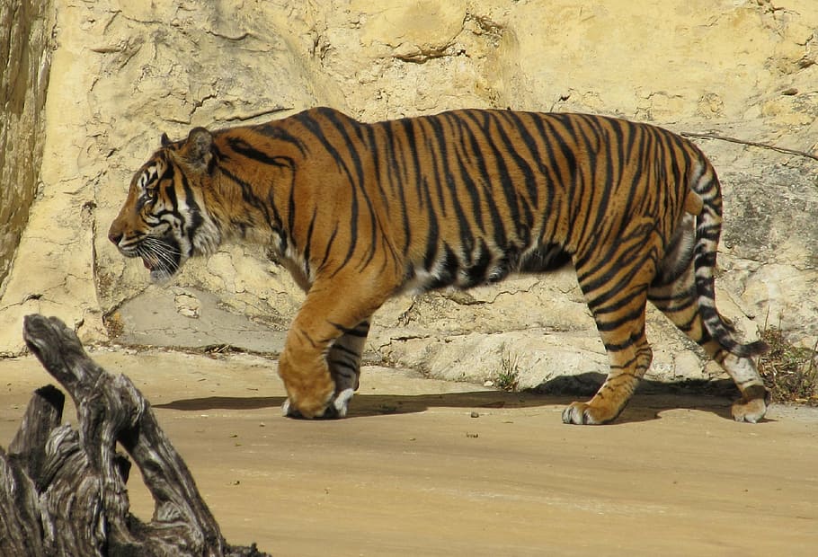 tiger, walking, grey, concrete, wall, sumatran tiger, big cat, carnivore, mammal, stripes
