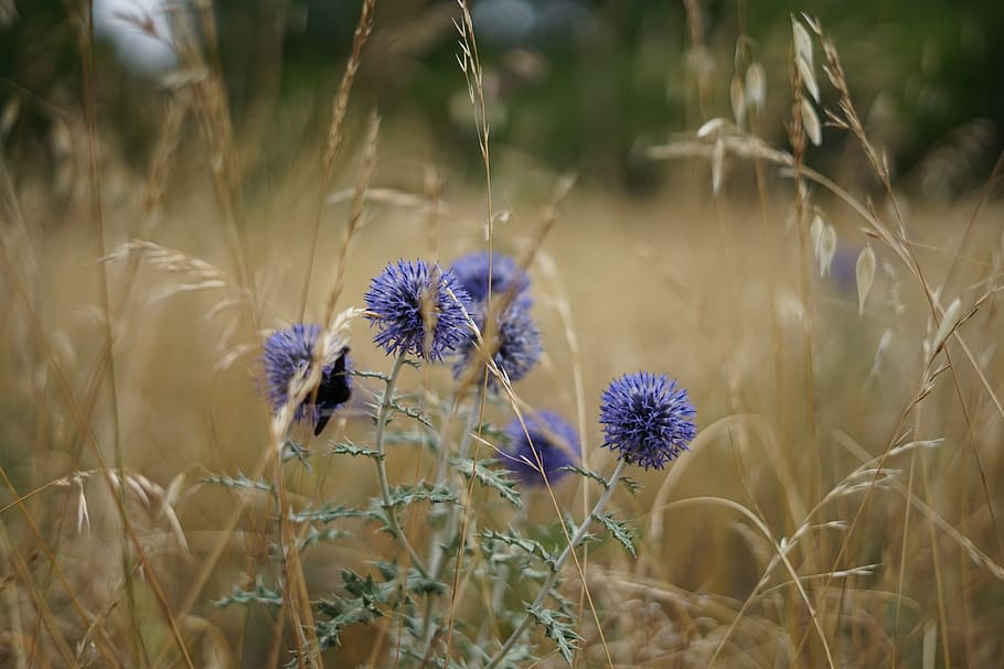 nature, thistle, wheat, plants, flower, thorny, violet, prairie, flowers, blue