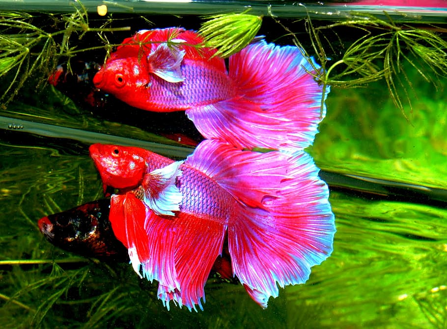 pink fishes, betta splendens, siam fighter, fish, tropical, aquarium, gold fish, siamese fighting fish, gourami, animal