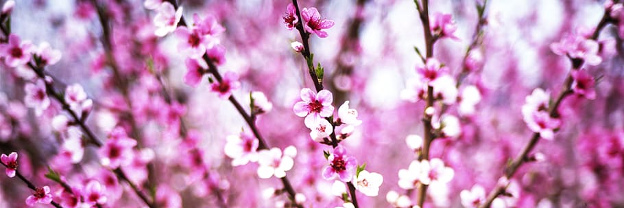 colour, peaches, panorama, pink, the flowers, branches, garden, flowering plant, flower, plant
