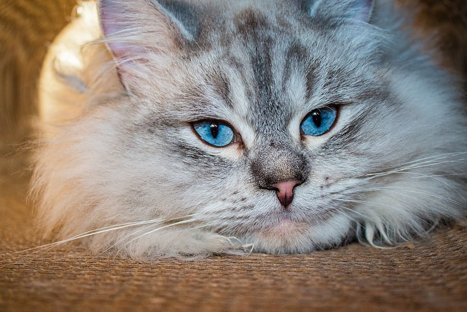 gato persa gris, gato siberiano del bosque, ojo azul, neva masquarade, gato doméstico, mascotas, animal, lindo, gatito, piel