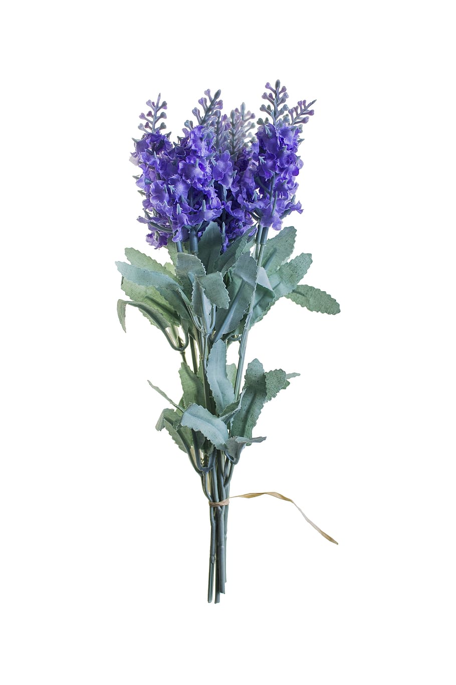 closeup, purple, petaled flower, flower, nature, flowers, plants, purple flower, white background, background