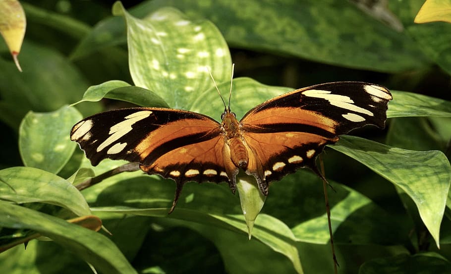 Brown Black White Butterfly Green Leaf Exotic Insect