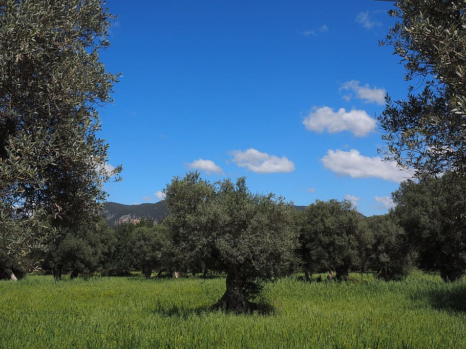 verde, hojeado, árboles, hierba, durante el día, Mallorca, olivo, plantación, plantación de olivos, árbol