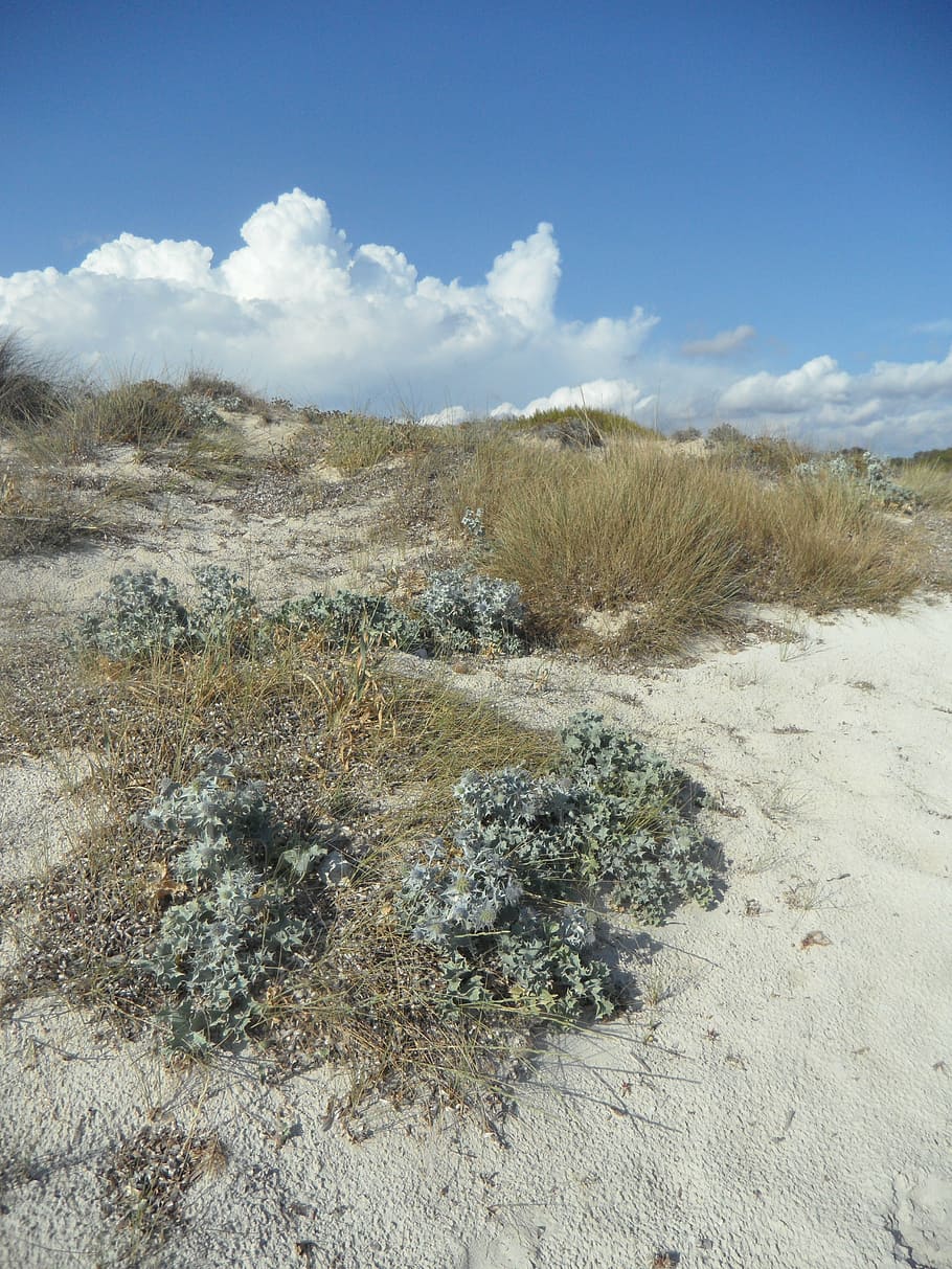 dune, dune landscape, empty, fouling, sandy, rest, quiet, nature, landscape, mallorca