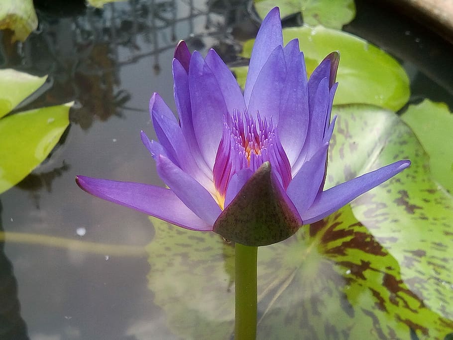 Lotus, Purple, Refreshing, purple lotus, lotus leaf, water, lotus basin, flower, lotus lake, green