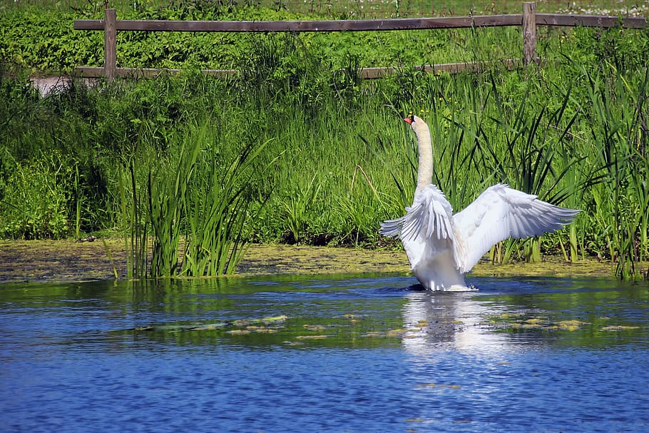 Swan, Pond, White, Water, Lake, Nature, swan, pond, white, water, waters, waterfowl