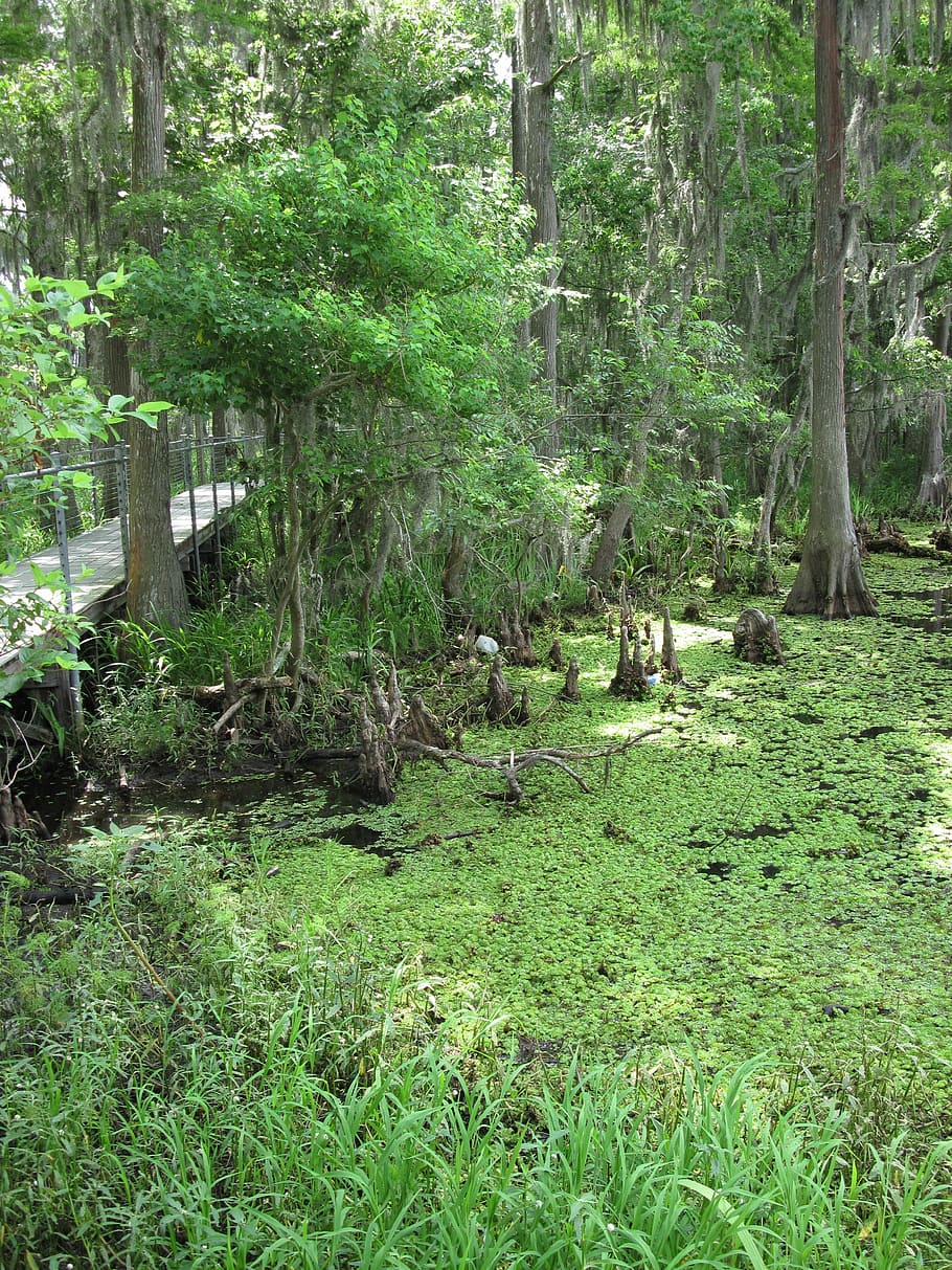 marsh, swamp, louisiana, greenery, nature, plant, tree, land, green color, group of animals