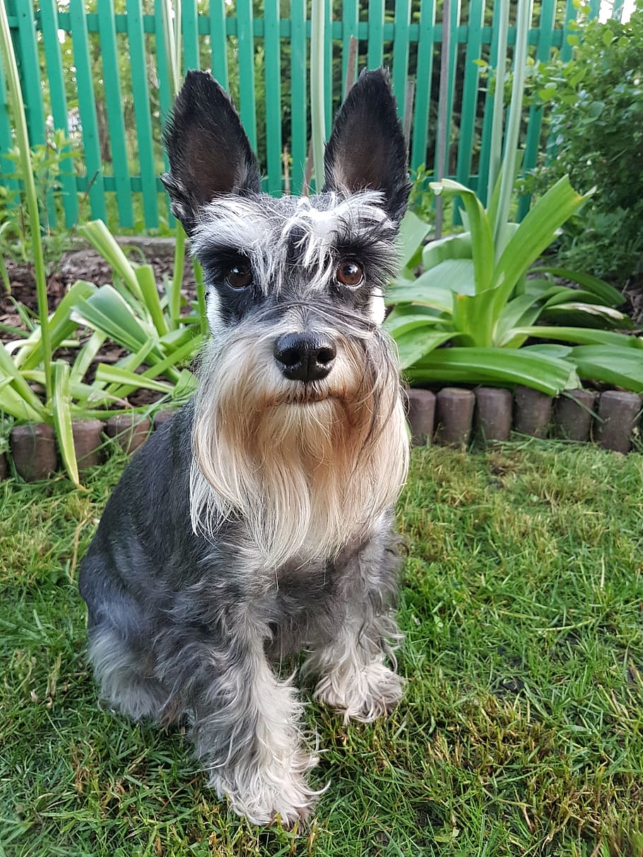 Dog, Schnauzer, doggy, pets, looking at camera, grass, portrait, domestic animals, one animal, domestic