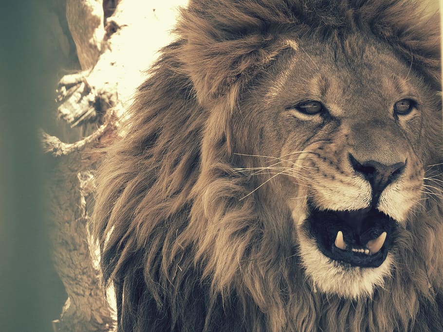 leon, feline, wild, animals, fierce, animal world, animal, jungle, animal themes, mammal