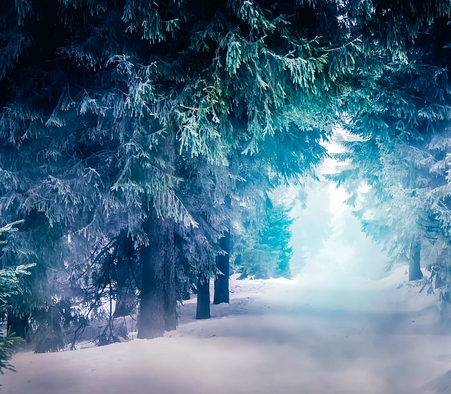 snow, tree, winter, cold, landscape, white, snowy, fog, christmas, idyllic