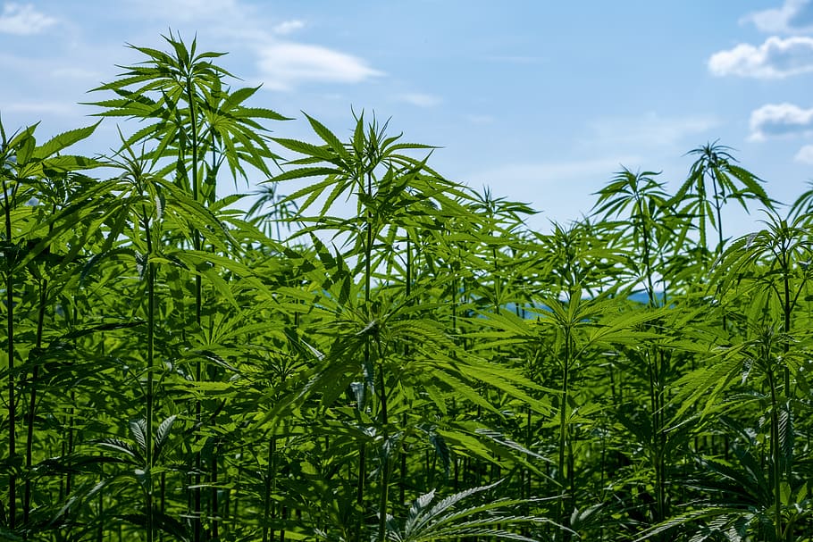 hemp, cannabis sativa, nature, crop, agriculture, hemp field, plug, green, industrial hemp, growth