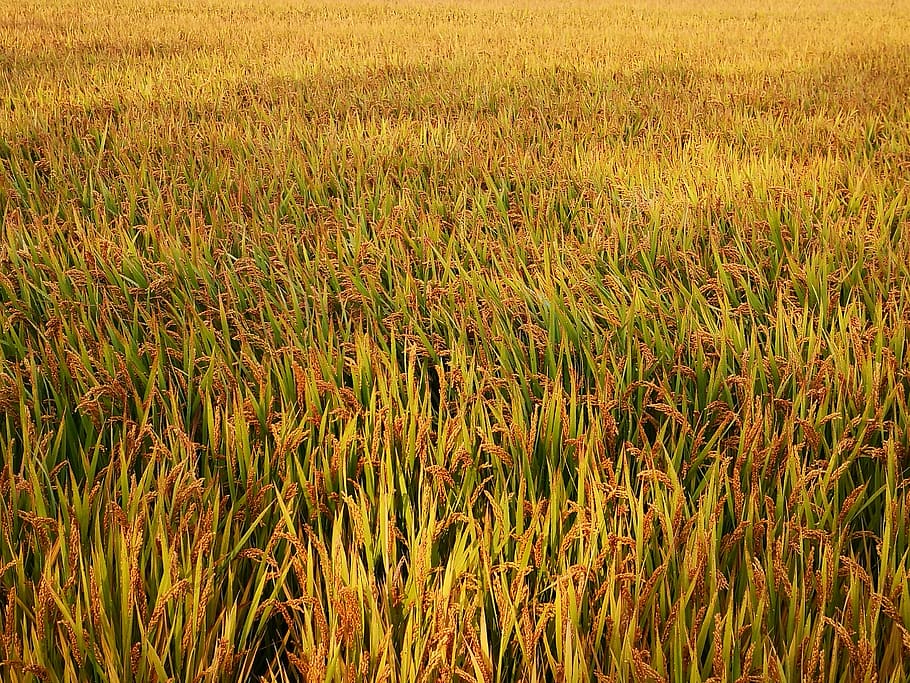 arrozales, agricultura, arroz, naturaleza, aire libre, campo, tierras de cultivo, cultivo, cosecha, crecimiento