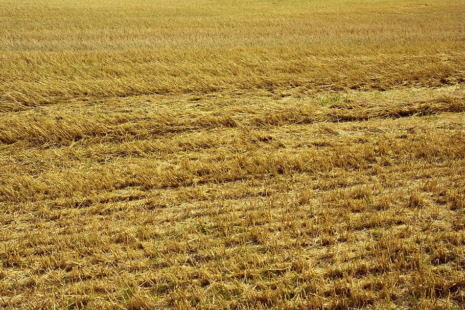 Stubble, Field, Yellow, Harvest, background, agriculture, straw, farmland, cereal plant, nature