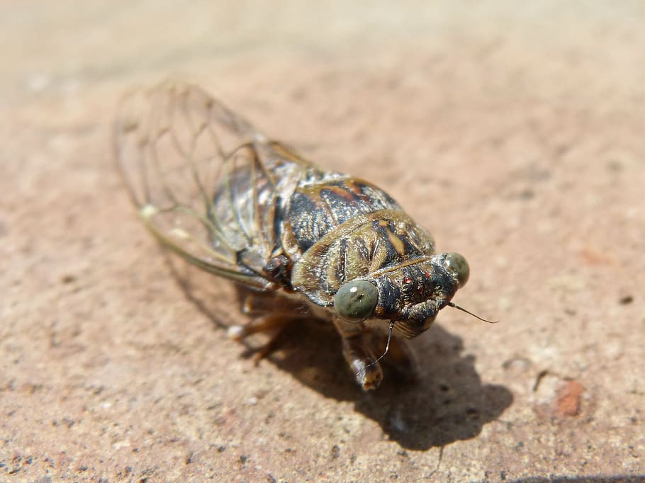 cicada, i cicádido, crayfish, summer cri-cri, insect, detail, animal themes, animal, animal wildlife, animals in the wild
