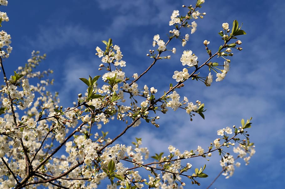 日本人, 桜, 日本の桜, サクラ属, バラの温室, 花, 木, 自然, 春, 枝