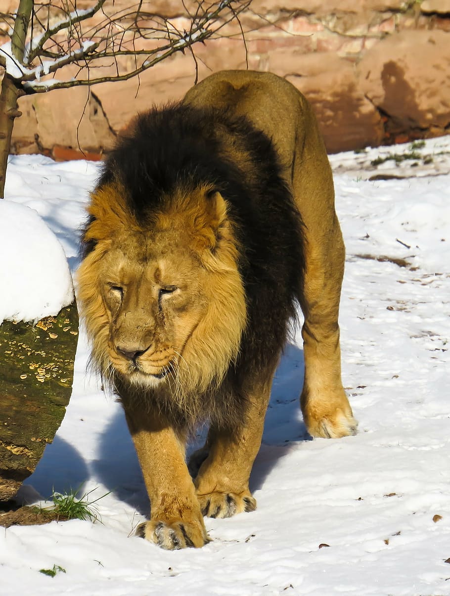 lion, standing, snow, predator, cat, male, zoo, nuremberg, mane, winter