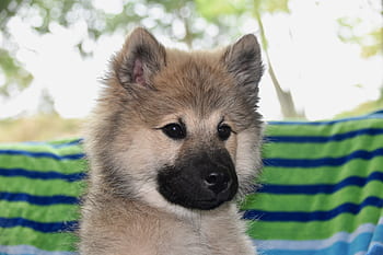 dog-pup-dog-portrait-expression-of-dog-bitch-eurasier-royalty-free-thumbnail.jpg