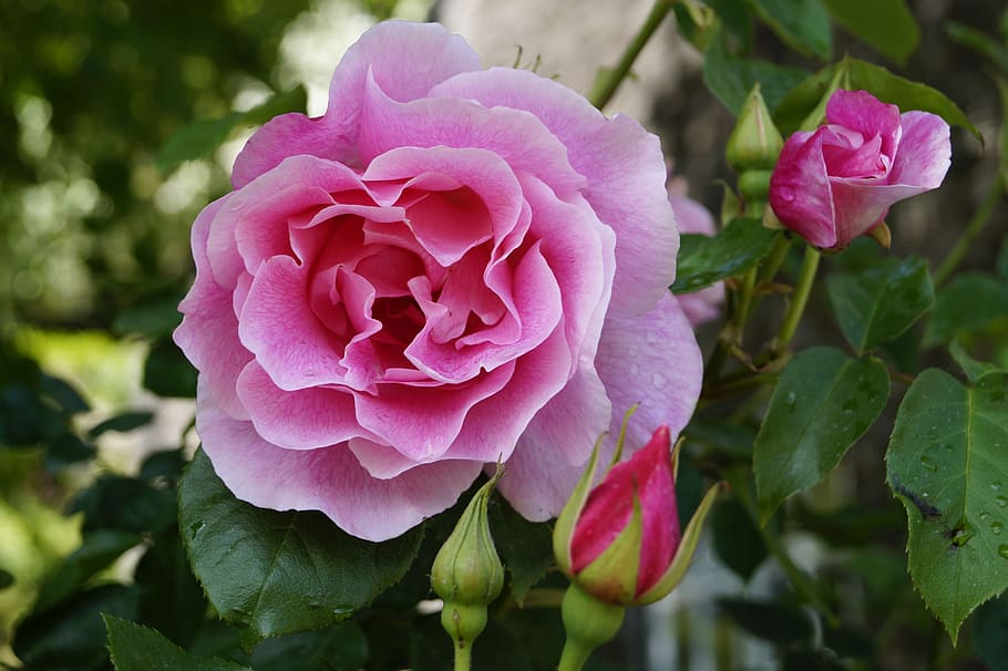 rose, blossom, bloom, pink, close, bud, english rose, flower, flowering plant, pink color