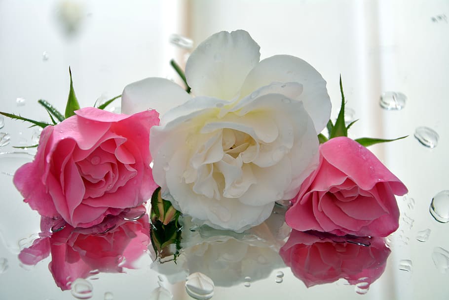 selective, focus photography, white, pink, flowers, bloom, icebergs, fragrant, roses, pedals