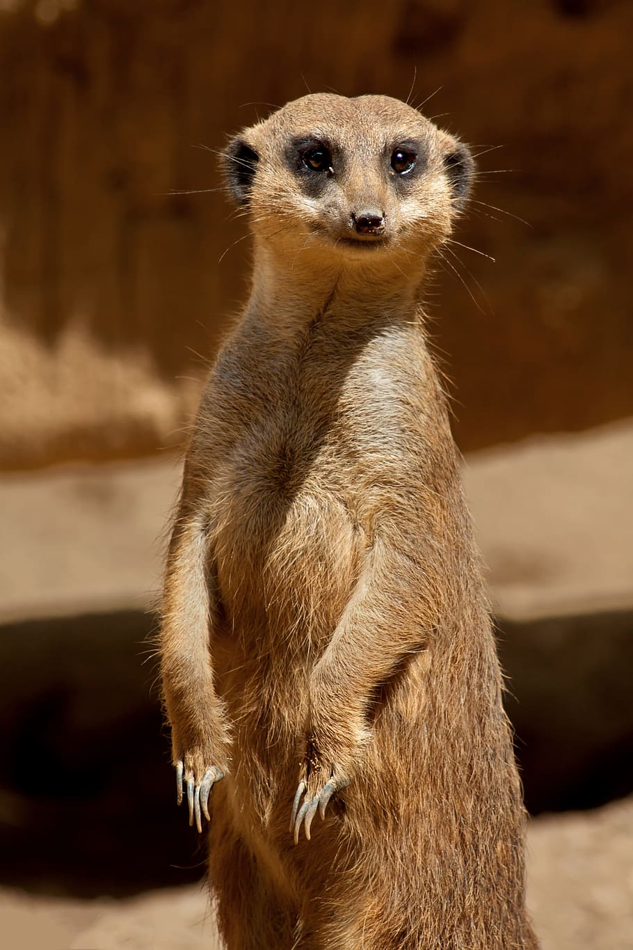 Meerkat, Savannah, Africa, Safari, national park, wilderness, drought, wild animal, zoo, steppe