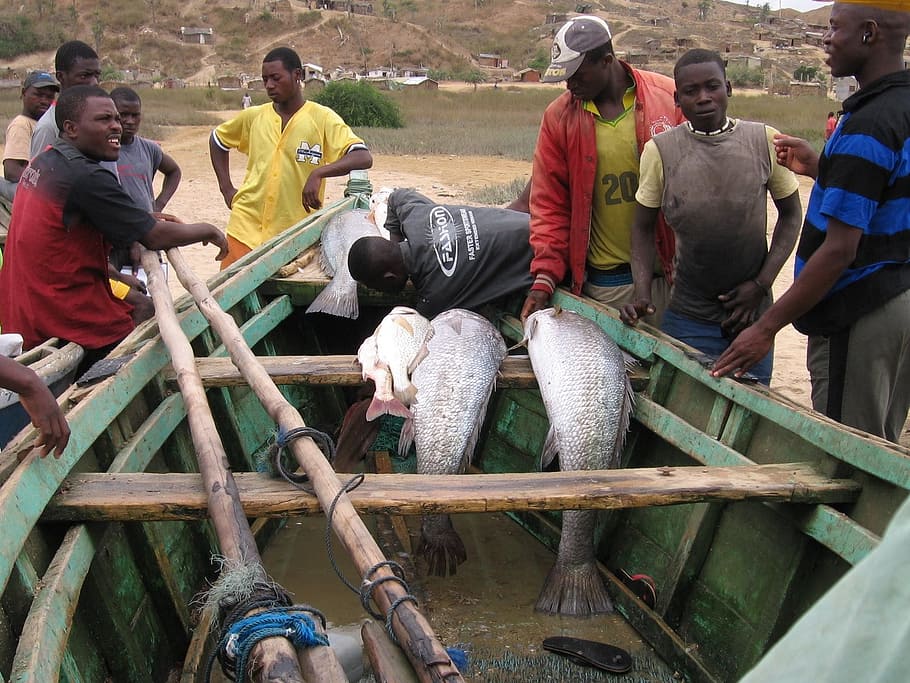 Pescadores, Angola, Homens, Barco, Peixe, captura, fora, remos, negócios, close-up