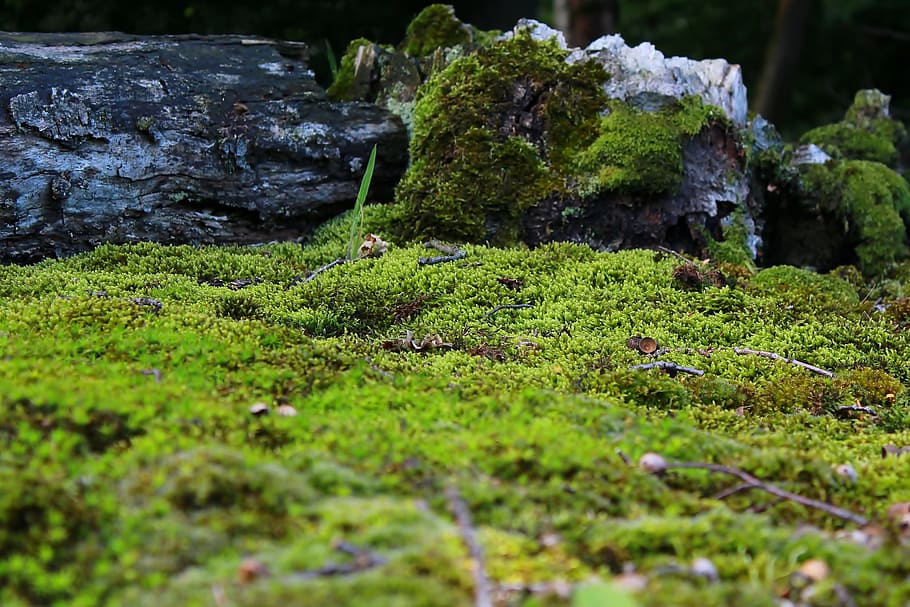 Moss, Mossy, Ground, Nature, Decoration, close, green, garden, stones, background