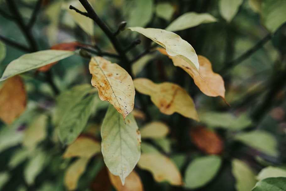 leaves, trees, Close-ups, closeup, green, branch, leaf, nature, autumn, plant