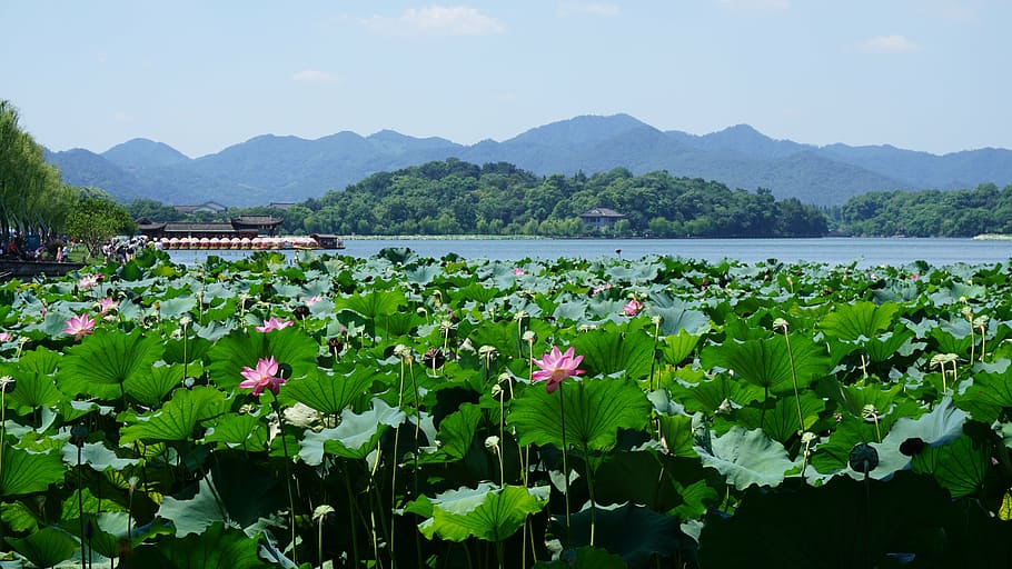 rosa, campo de flores de lótus, lago oeste, hangzhou, china, flor, planta, beleza natural, natureza, agua