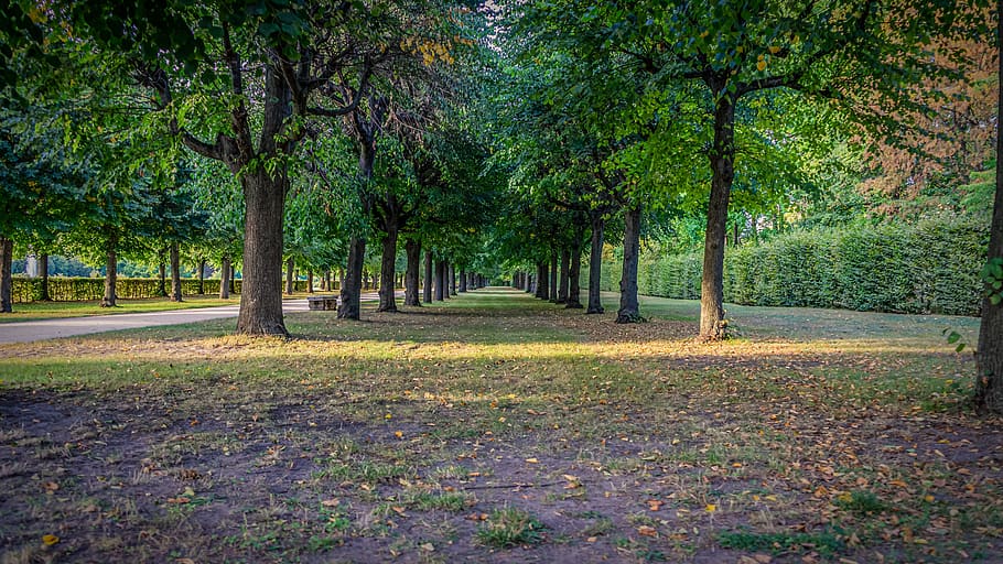 tree lined avenue, green area, rush, trees, garden, park, castle, nature, grass, leaves