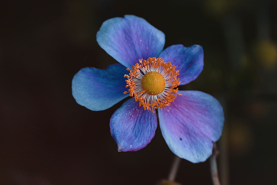 fall anemone, anemone hupehensis, blossom, bloom, pink, blue, flower, garden plant, park plant, ornamental plant