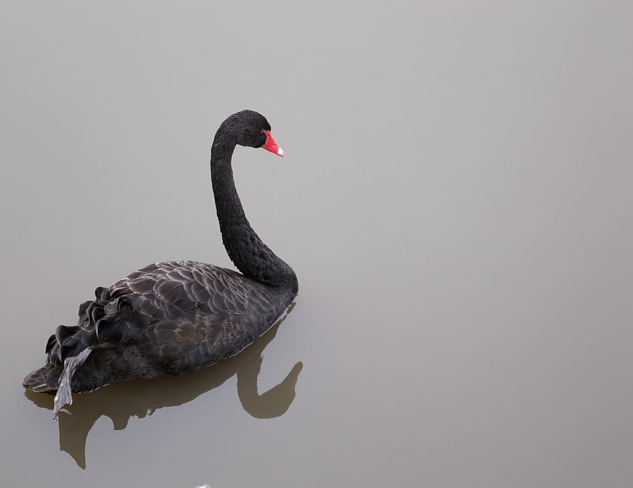 preto, cisne, flutuante, corpo, água, cisne preto, cisne no lago, aves aquáticas, pássaro, graça