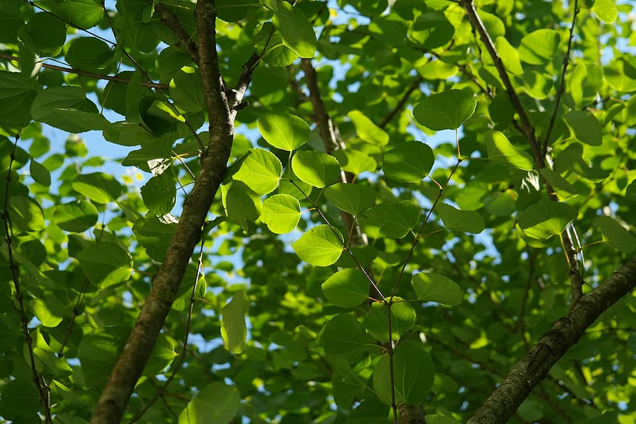 leaves, green, japanese kuchenbaum, cercidiphyllum japonicum, japanese katsurabaum, gingerbread tree, cake tree, cercidiphyllum, katsurabaum, cercidiphyllaceae