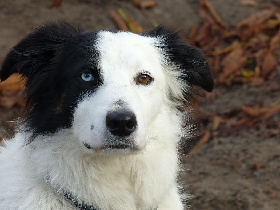 Dog, Border Collie, Three Colors, Pet, collie, animal, border-collie, remote access, dogs, black white