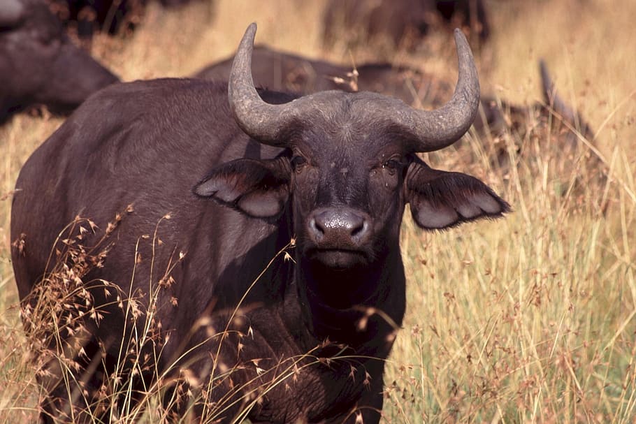 water buffalo, brown, grass field, cape buffalo, africa, wildlife, bovine, wild, horn, savannah