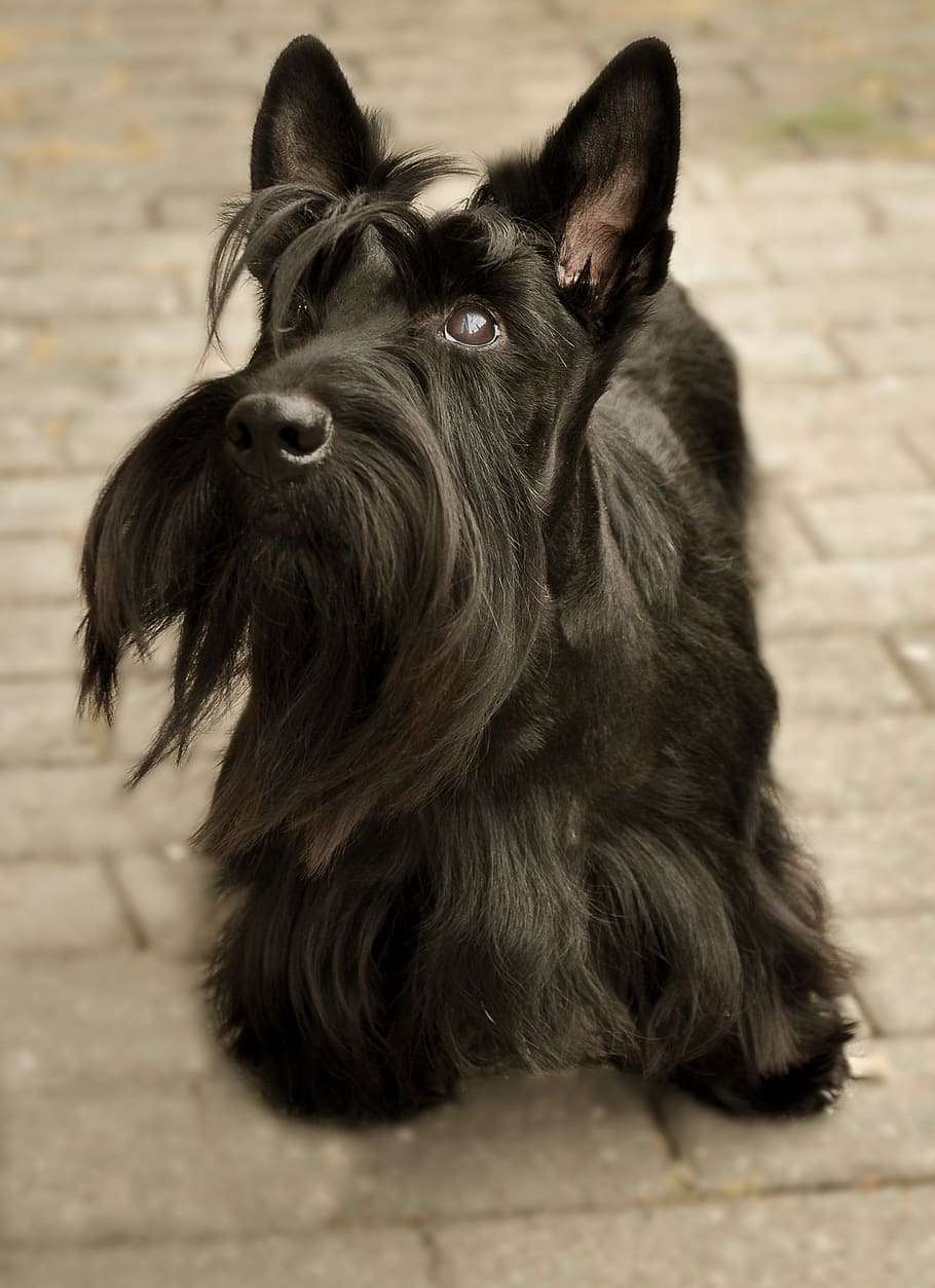 scottish terrier, dog, attention, knuffig, wuschelig, nature, cute, animal welfare, small dog, wildlife photography
