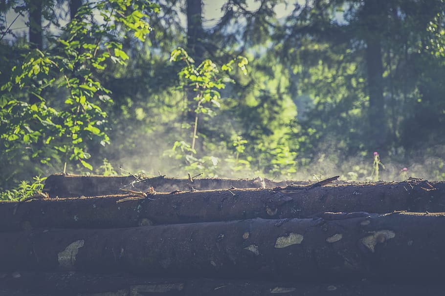 forest, wood, log, nature, brown, tree, roughhouse, bark, cutting, tree trunks