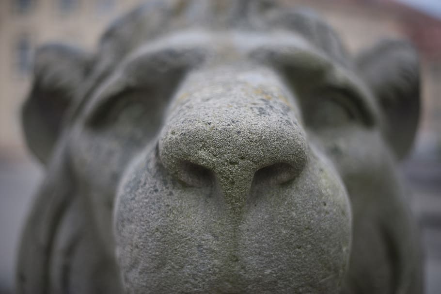 lion, monument, statue, sculpture, stone, architecture, animal, figure, nose, closeup