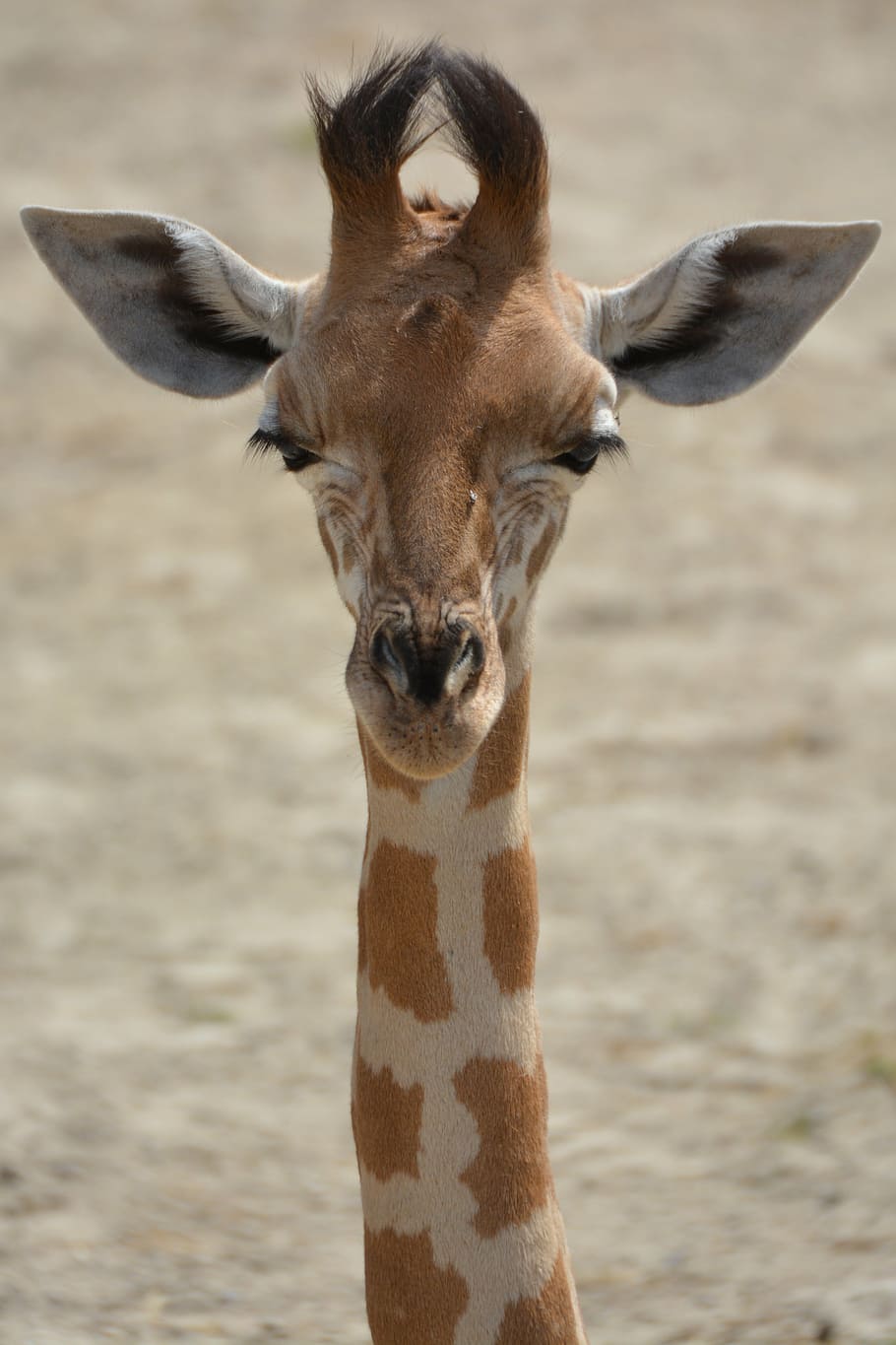 closeup, photography, brown, white, giraffe, animal, neck, mammal, wildlife, africa