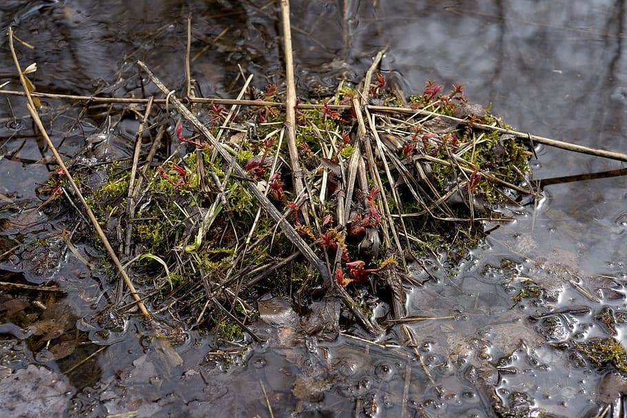 the red plant, siberian swamp, the tussock in the swamp, spring, water, nature, day, beautiful, siberia, russia