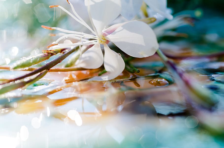 closeup, fotografi, putih, bunga gaura, tetesan air, mekar, tanaman, bunga, makro, dekat