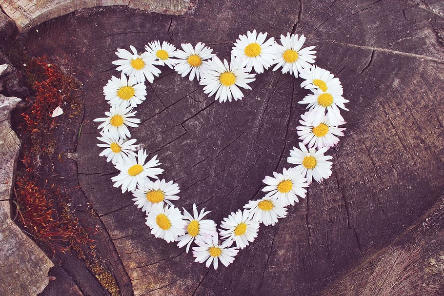 white, daisies heart decor, daisy, heart, flower heart, heart shaped, flowers, spring, love, series