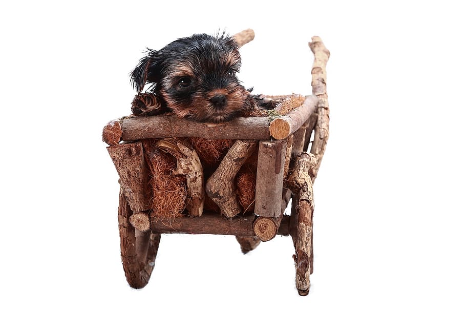 yorkie, animals, sweet, puppy, the eyes, portrait, beautiful, a little, young, terrier