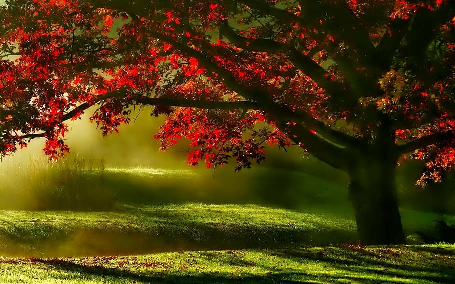 red, leaf tree, digital, wallpaper, landscape, mists, tree, morning, scenic, meadow