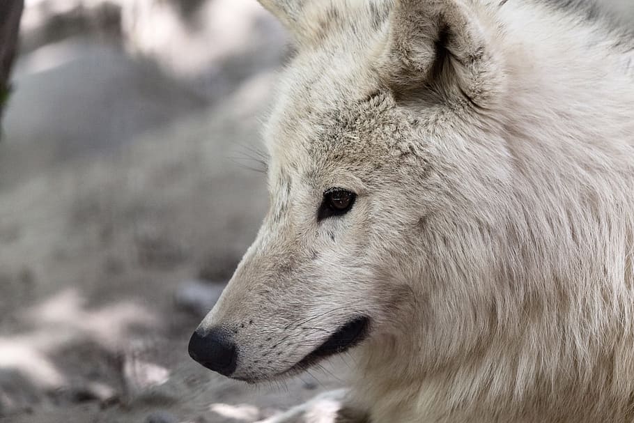lobo blanco, animal, ártico, peligro, peligroso, ojos, cara, pelaje, peludo, cabeza