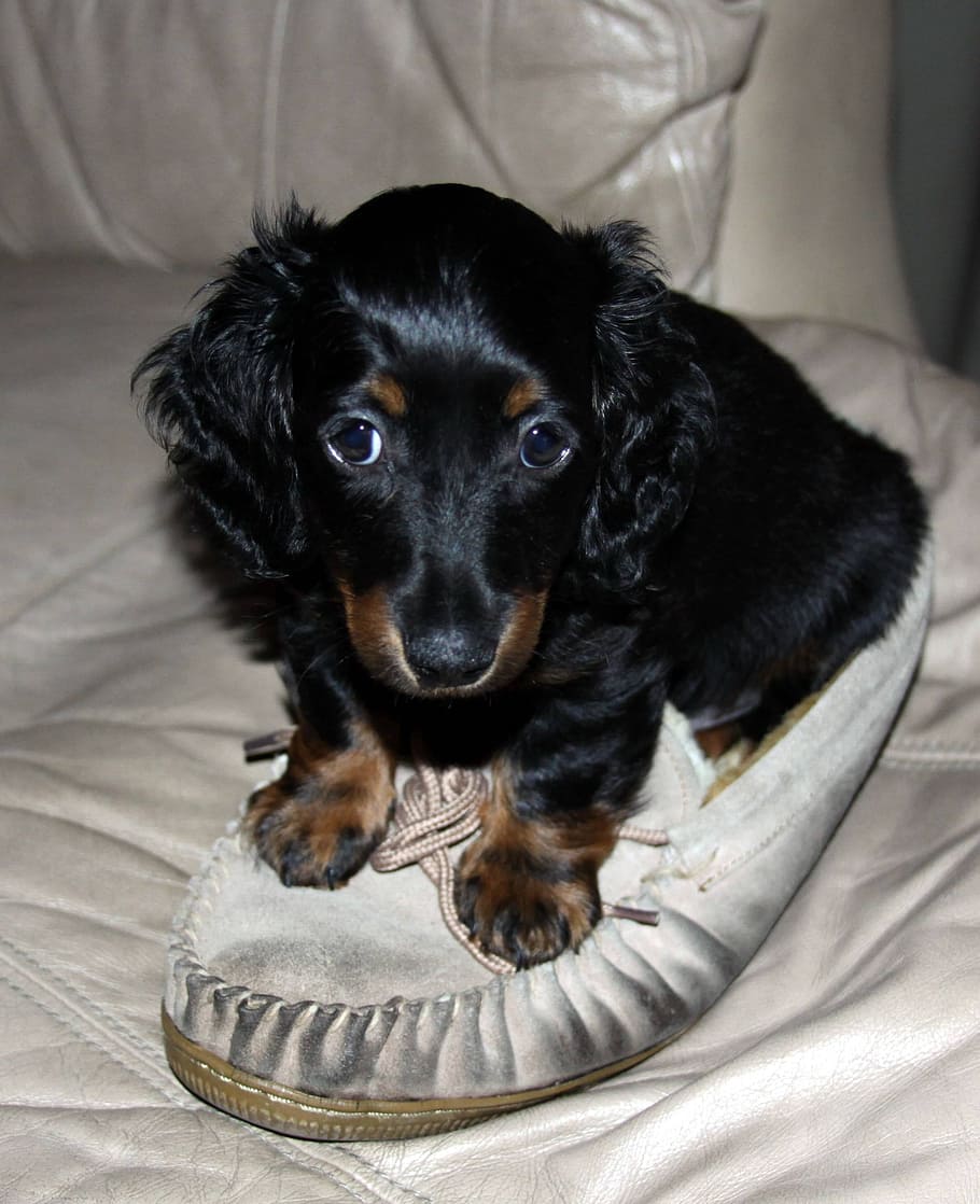 dachshund, puppy, long hair, mini, dog, pet, canine, purebred, doxie, breed