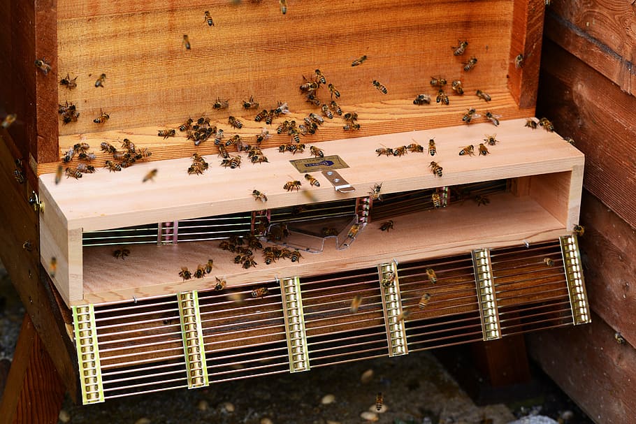 ミツバチ, 群れトラップ, 蜂, ハイブ, ヒマラヤスギ, 木材, オープントラップ, クイーントラップ, クローズアップ, 詳細