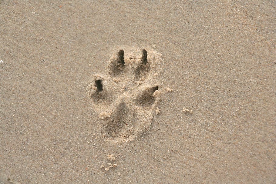 paw print, sand, dog paw, dog, trace, land, beach, high angle view, footprint, print