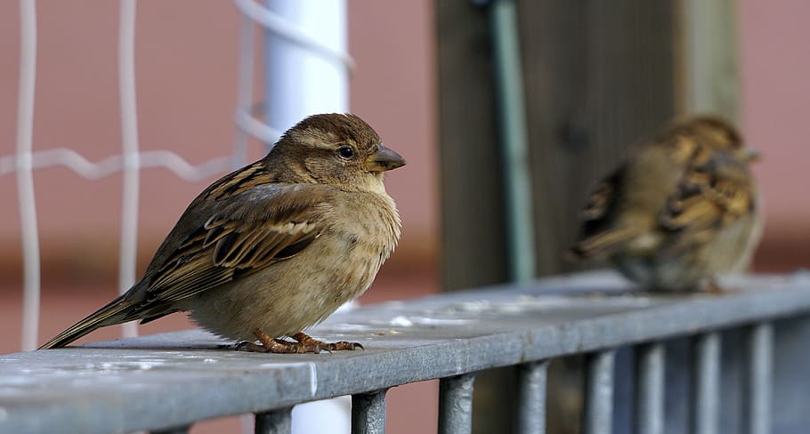sparrow, bird, ave, stopped, little bird, peak, wings, animal, nature, wildlife